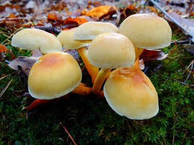 Sonbaharda doğada zehirli bitkiler