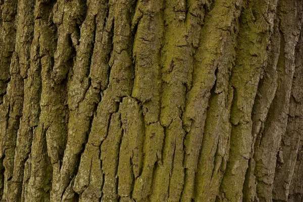 Серый Фон Коры Сухого Дерева — стоковое фото