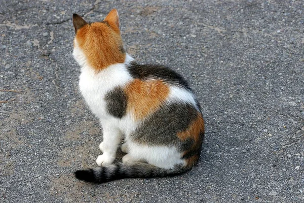 Nagy Gyönyörű Pöttyös Macska Szürke Aszfalt — Stock Fotó