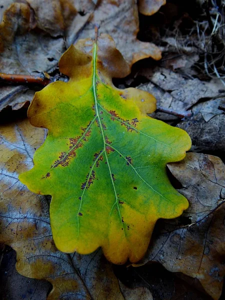 Gefallene Farbe Blatt Auf Trockenen Blättern — Stockfoto