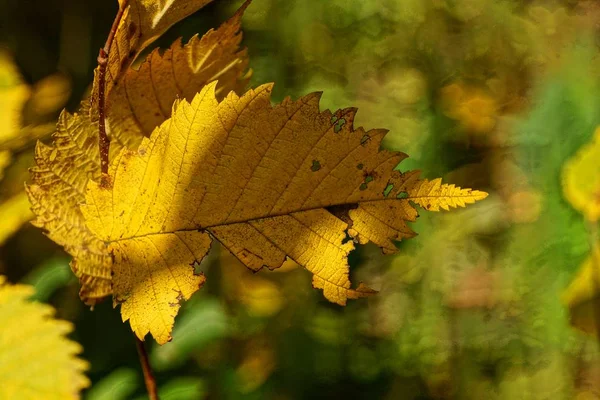 Geel Droog Blad Een Boomtak Het Bos — Stockfoto