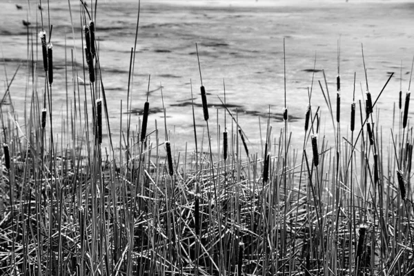 Dry Reeds Winter Swamp — Stock Photo, Image