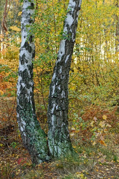 Zwei Birken Mit Gelben Blättern Herbstwald — Stockfoto