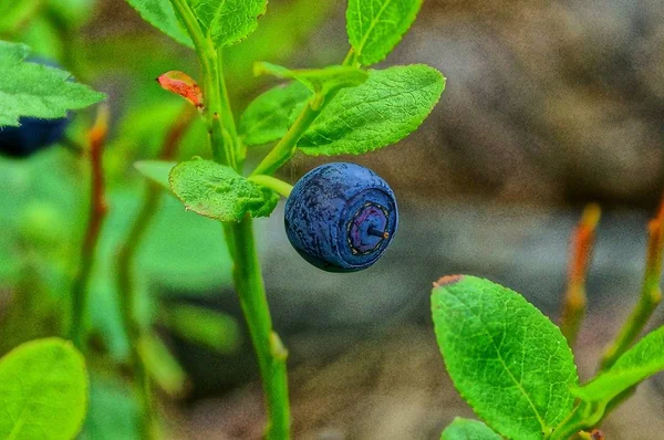 Uma Baga Mirtilo Azul Ramo Arbusto Floresta — Fotografia de Stock