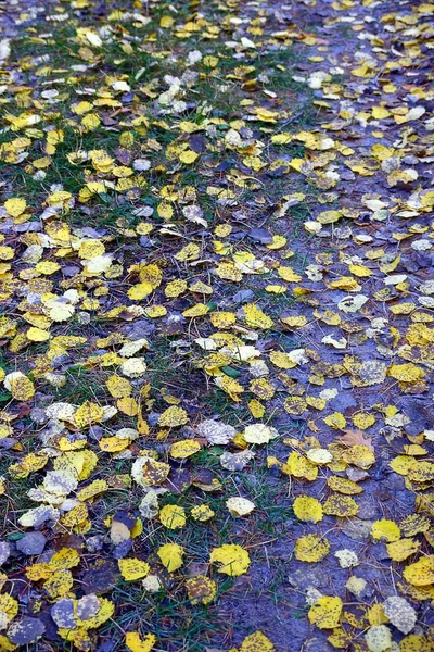 Падіння Жовтого Листя Траві Парку — стокове фото