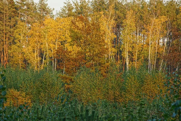 Luminosi Alberi Decidui Pini Nella Foresta Autunnale — Foto Stock