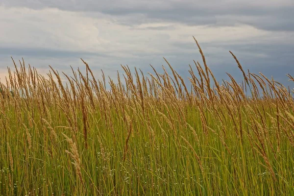 Högt Gräs Fältet Mot Himlen — Stockfoto