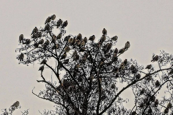 Bando Pássaros Negros Topo Uma Árvore — Fotografia de Stock