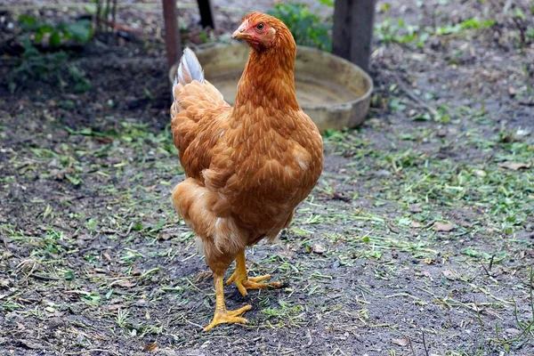 站在农场地上的自制棕色鸡 — 图库照片