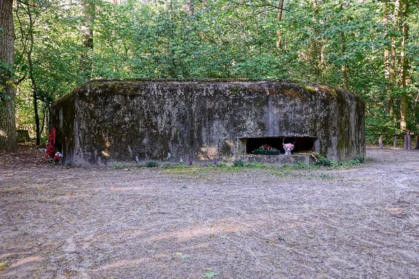 Ormanda Beton Bir Askeri Pillbox Eski Embrasure — Stok fotoğraf