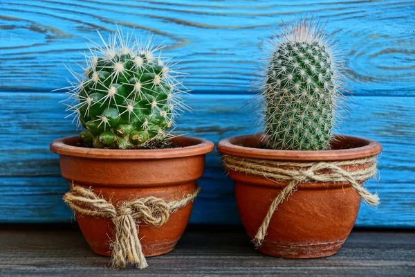 Dua Kaktus Hijau Kecil Dalam Pot Coklat Dekat Dinding Kayu — Stok Foto