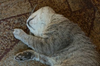 gri kedi yatıyor ve odada kahverengi bir halı üzerinde uyuyor