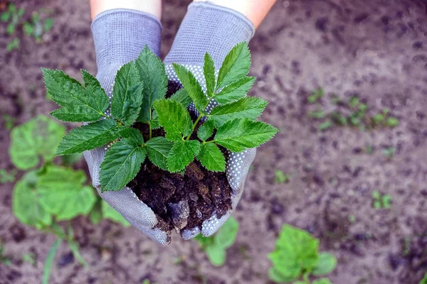 green sprout with leaves in the palms of the ground