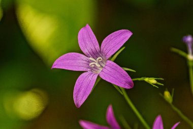 Çimenlerin arasında ormandaki küçük bir dekoratif çiçek