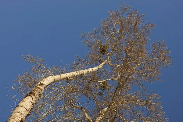 Kroon Van Boom Tegen Blauwe Hemel — Stockfoto