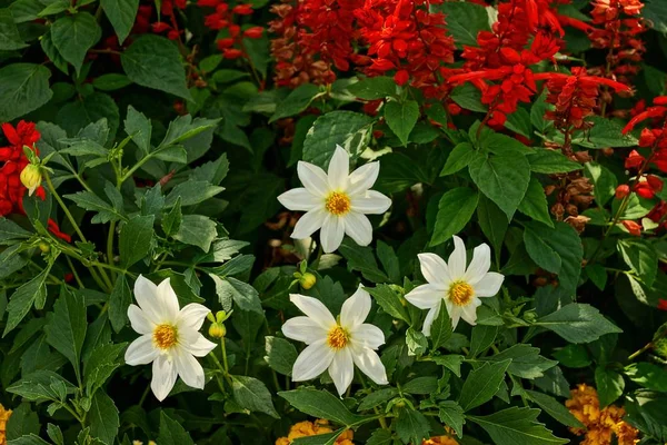 Muitas Flores Florescendo Arbusto Verde Jardim — Fotografia de Stock