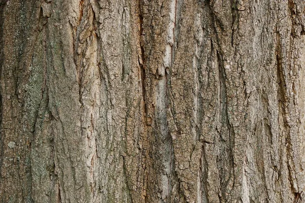 Brun Trästruktur Från Den Torra Barken Från Ett Gammalt Träd — Stockfoto