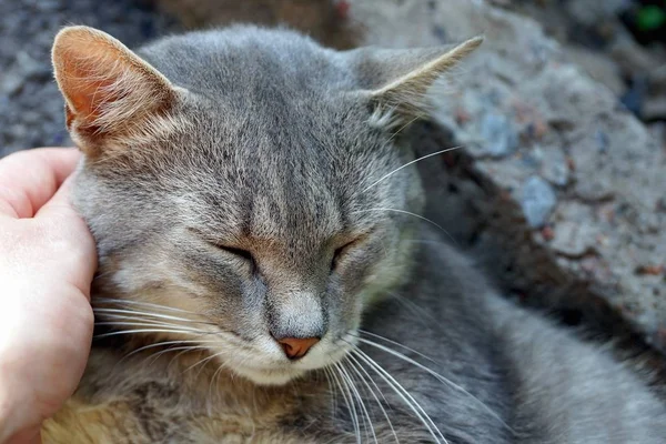 Duża Głowa Śpiącego Szary Kot Świetle Promieni Słonecznych — Zdjęcie stockowe