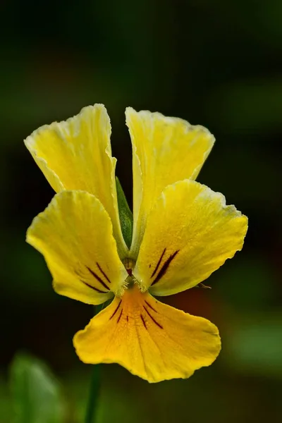 Pequena Flor Decorativa Rua — Fotografia de Stock