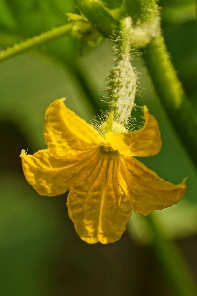 Uma Flor Amarela Pequeno Pepino Talo Jardim — Fotografia de Stock