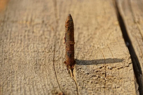 a sharp rusty nail sticks out of the board