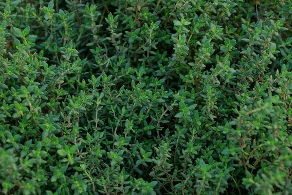 Green texture of small small plants in the garden