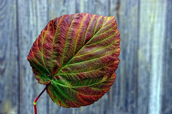 Hoja Pequeña Caída Color Seco Calle — Foto de Stock