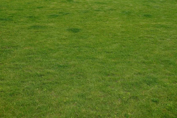 芝生の上の緑の浅い草の栄養テクスチャ — ストック写真
