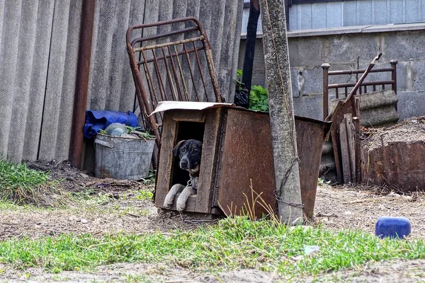 Cane Una Catena Una Scatola Grigia Nel Cortile — Foto Stock