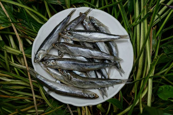 Соленая Рыба Хамса Белой Тарелке Траве — стоковое фото