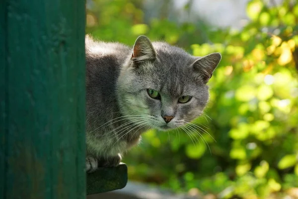 Gri kedi evin duvarına köşede göz atar.