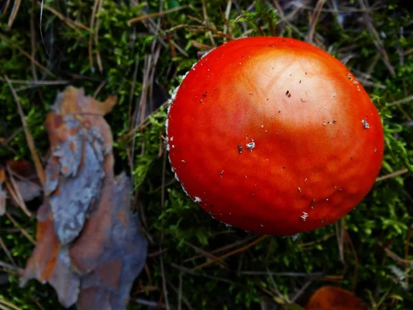Büyük Amanita ve yeşil yosun kırmızı kap