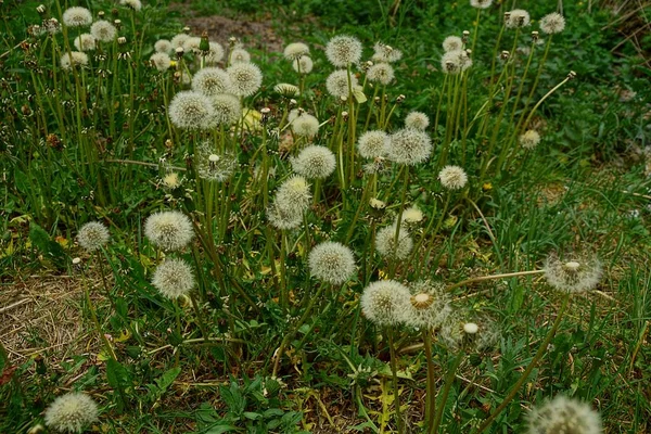 芝生の芝生の中の白いタンポポ — ストック写真