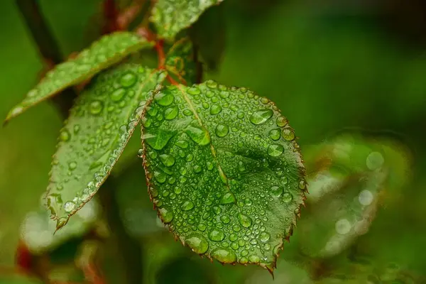 Πράσινο Φύλλο Από Ένα Τριαντάφυλλο Σταγόνες Δροσιά Ένα Καλοκαιρινό Κήπο — Φωτογραφία Αρχείου