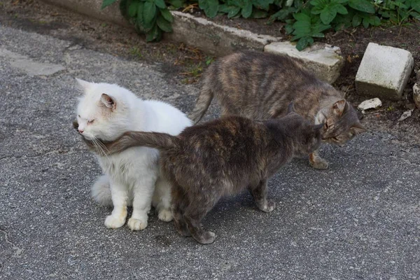 아스팔트에 거리에서 고양이 — 스톡 사진