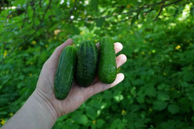 Yaz yeşil bahçesinde avucunuzun içinde üç salatalık