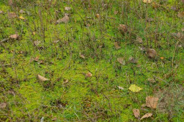 Green moss in dry grass and fallen leaves clipart