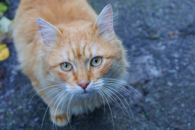 Sokakta oturan büyük güzel kırmızı kedi