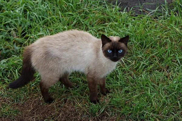 Chat Brun Gris Effrayé Debout Dans Herbe Verte — Photo