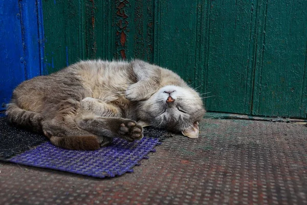 Szary Kot Śpi Głowie Chodnik Pobliżu Zielonej Ścianie — Zdjęcie stockowe