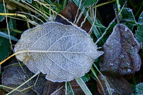 Grandes Feuilles Tombées Sur Herbe Couvertes Givre — Photo