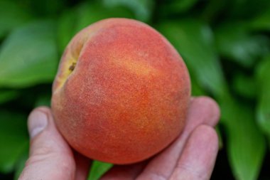 parmaklar yeşil yaprakların bir arka plan üzerinde olgun kırmızı taze şeftali tutun