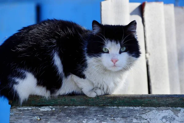 Gato Manchado Una Valla Madera Calle — Foto de Stock