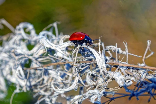 Grande Besouro Vermelho Uma Planta Seca Natureza Dia Ensolarado — Fotografia de Stock