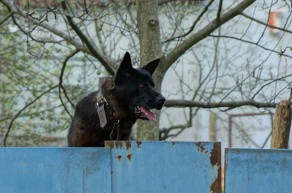 Hodet Til Svart Stor Hund Bak Blått Gjerde – stockfoto