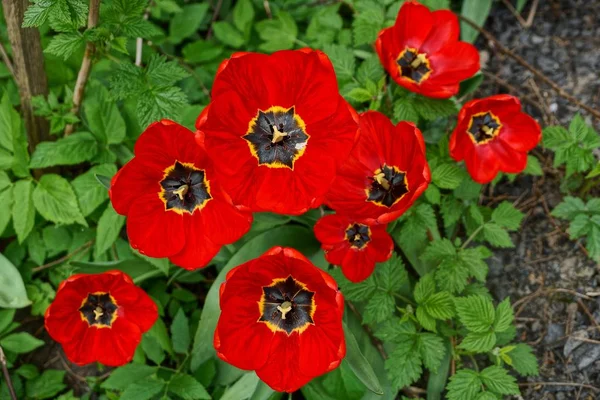 Stora Röda Tulpaner Trädgården Marken — Stockfoto