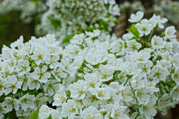 Small White Flowers Apple Tree Branch Garden — Stock Photo, Image