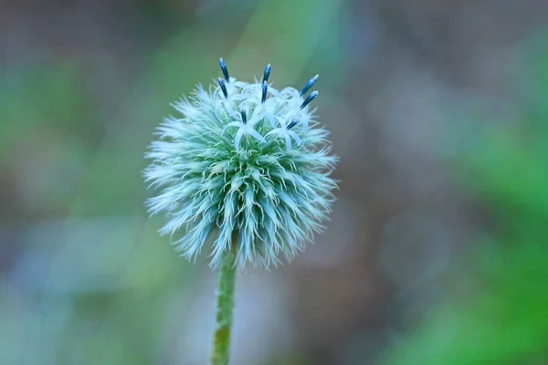 Weiße Runde Knospe Wilder Zwiebeln Auf Grünem Stiel Wald — Stockfoto