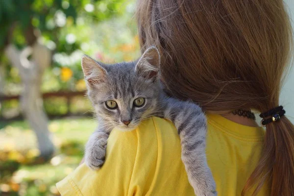 Mały Szary Kociak Leży Ramieniu Dziewczyny Żółte Ubrania — Zdjęcie stockowe