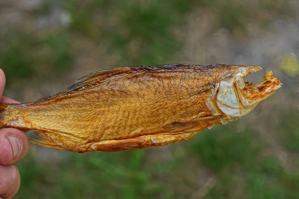 Finger Halten Trockenen Braunen Fisch Auf Einem Hintergrund Aus Grünem — Stockfoto